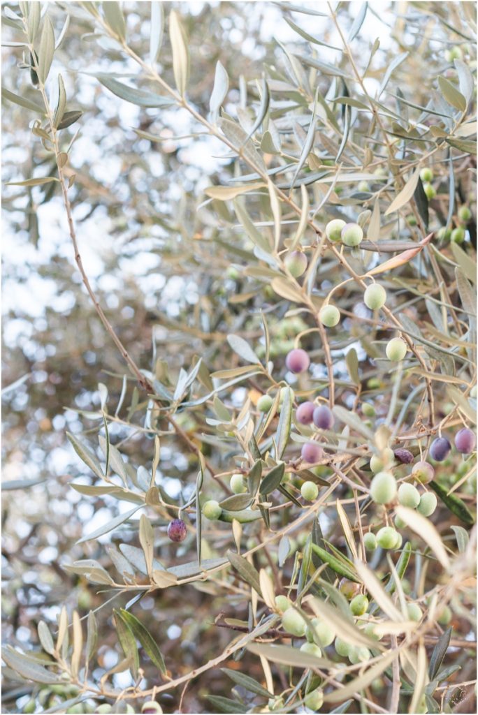 Italian Olive Tree Amalfi Coast
